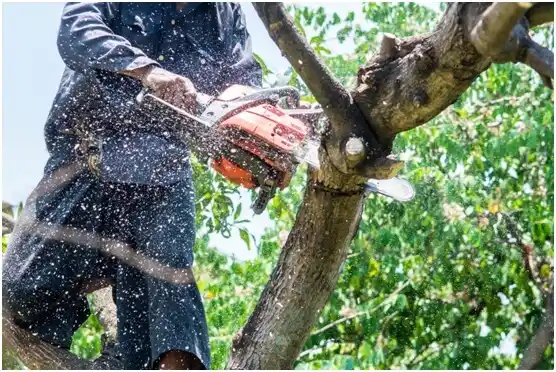 tree services East Barre